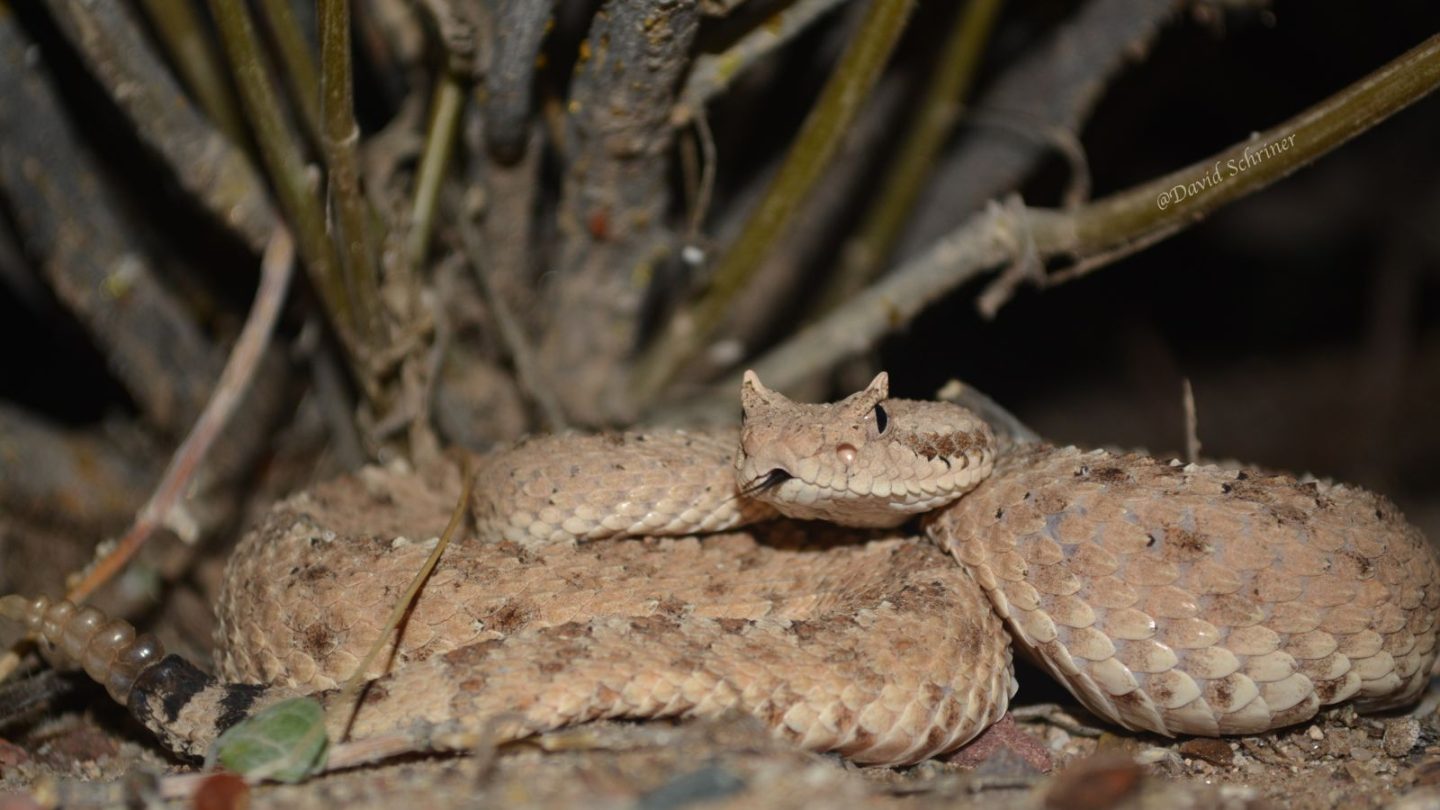 U.S. States Crawling With the Most Rattlesnakes – Are You Living in One?