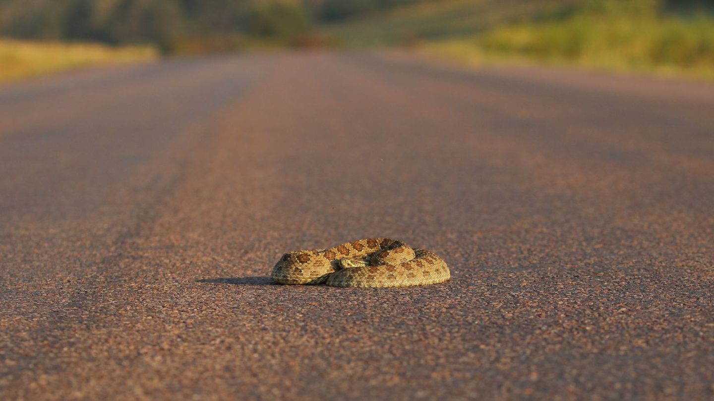 U.S. States Crawling With the Most Rattlesnakes – Are You Living in One?