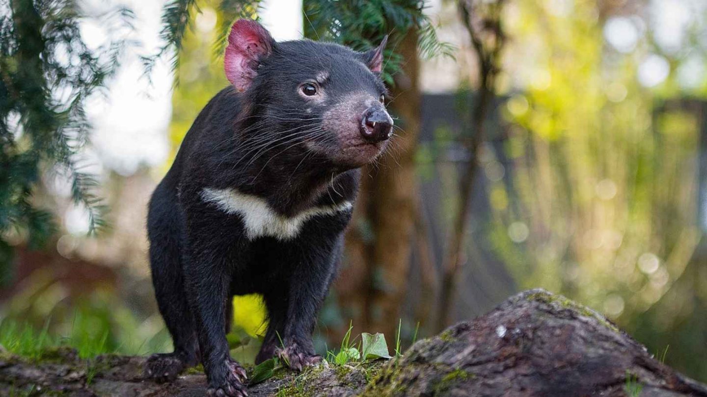 12 Fascinating Animals You’ll Only Find in Australia