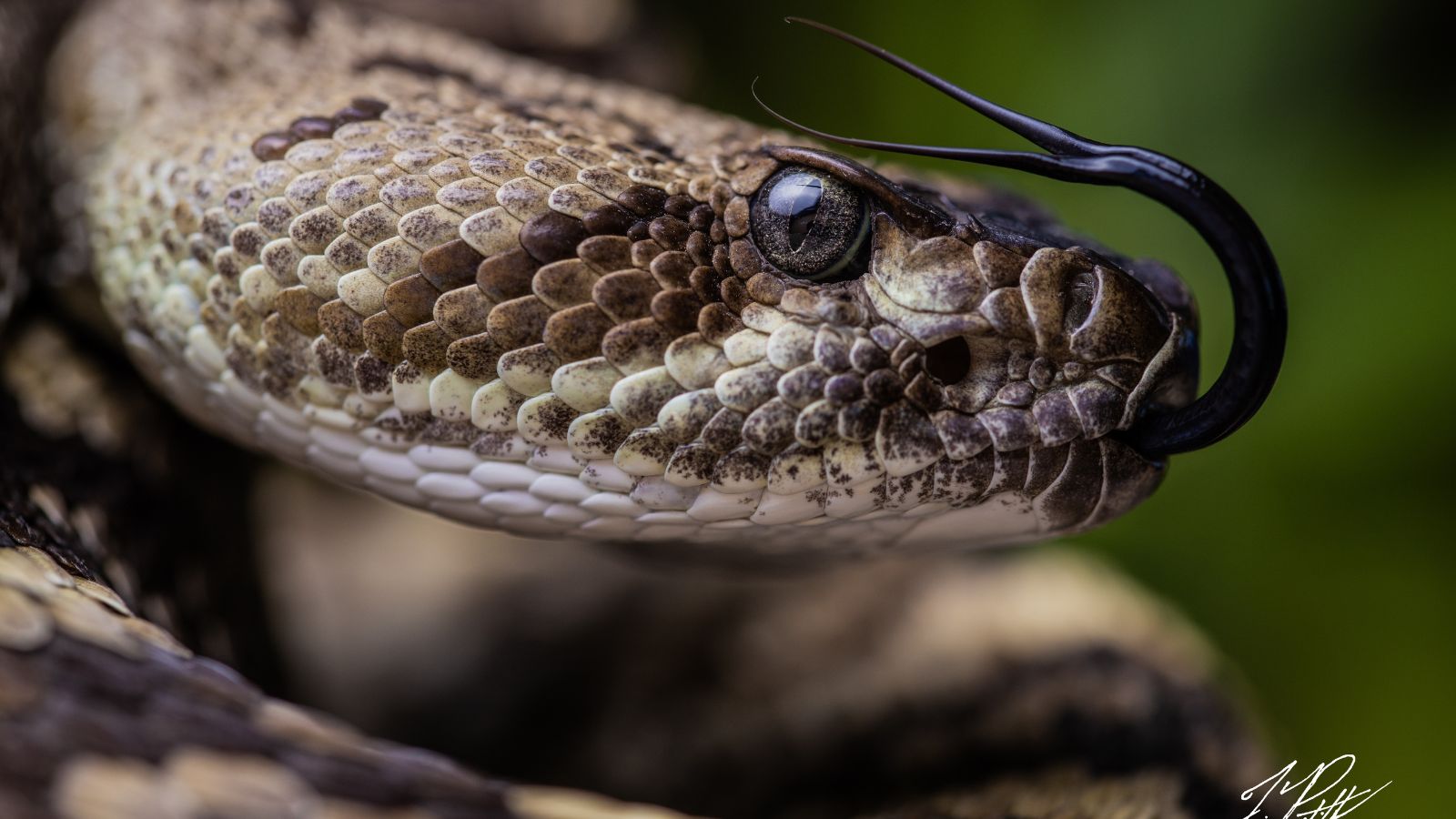 The U.S. States Where Nature’s Deadliest Creatures Lurk