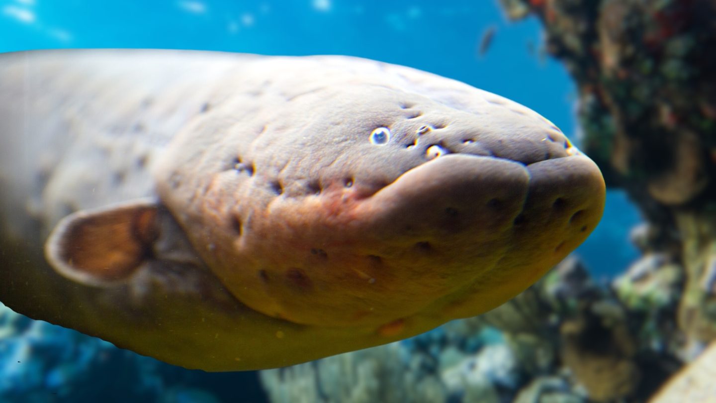 Fearless Animals That Defy Predators – Nature’s Most Underrated Warriors  