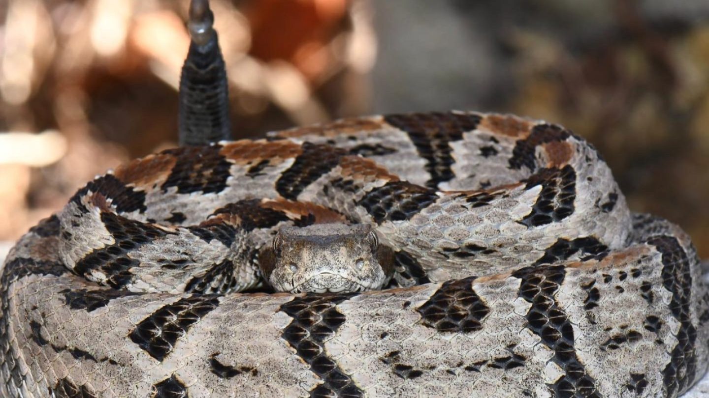U.S. States Crawling With the Most Rattlesnakes – Are You Living in One?