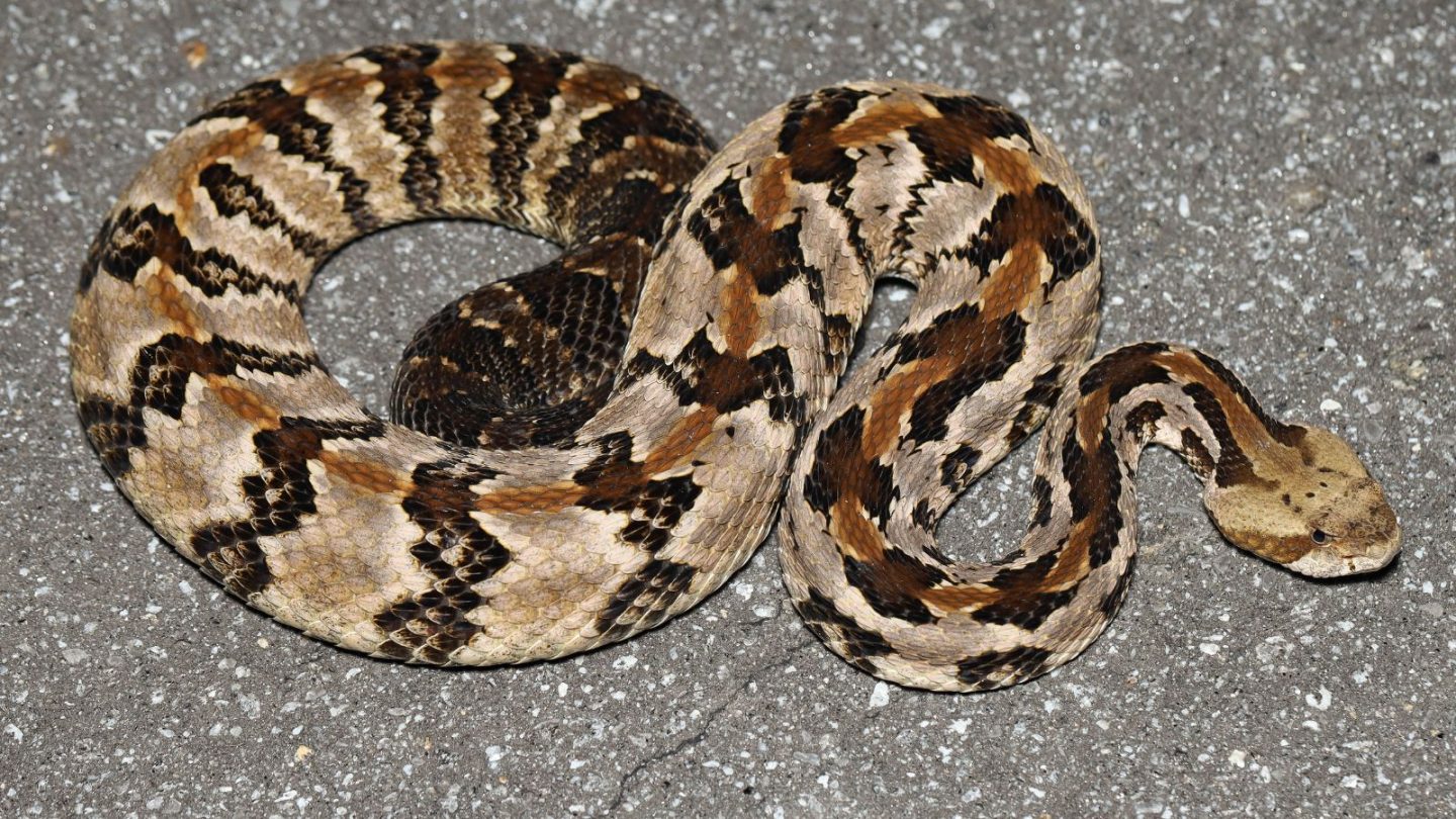 U.S. States Crawling With the Most Rattlesnakes – Are You Living in One?