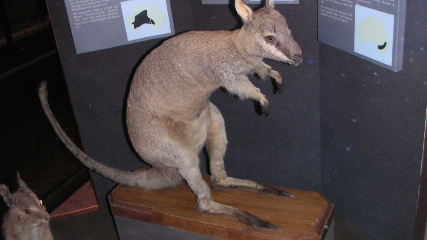 Remarkable Animals That Disappeared Forever in the Last 150 Years  