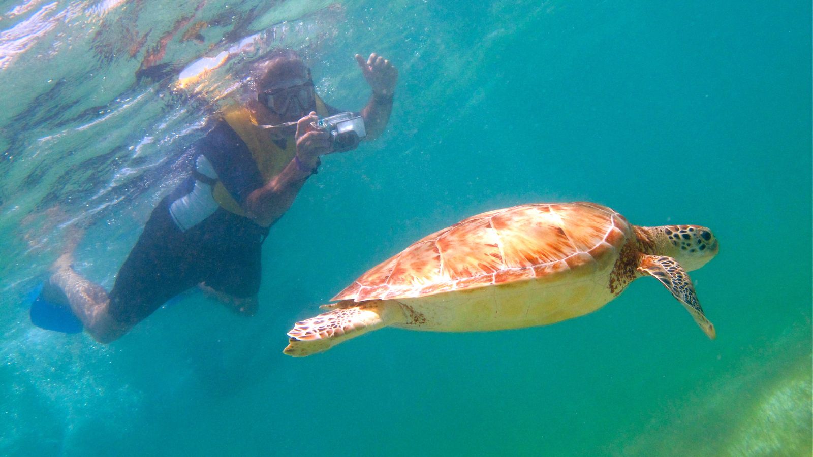 Epic Spots to Swim With Unique Marine Creatures (No Sharks or Dolphins)