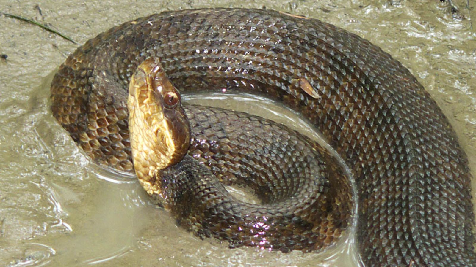 The U.S. States Where Nature’s Deadliest Creatures Lurk