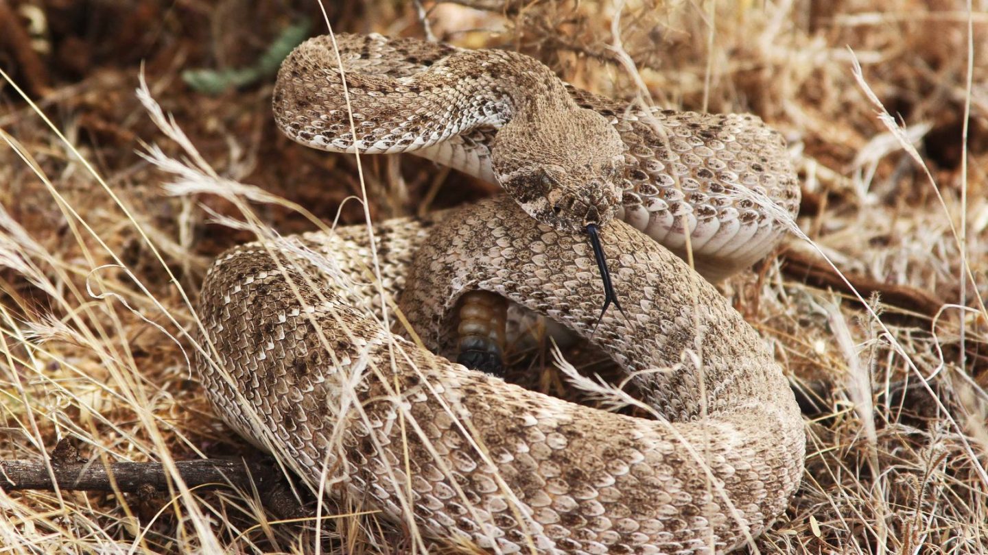 U.S. States Crawling With the Most Rattlesnakes – Are You Living in One?