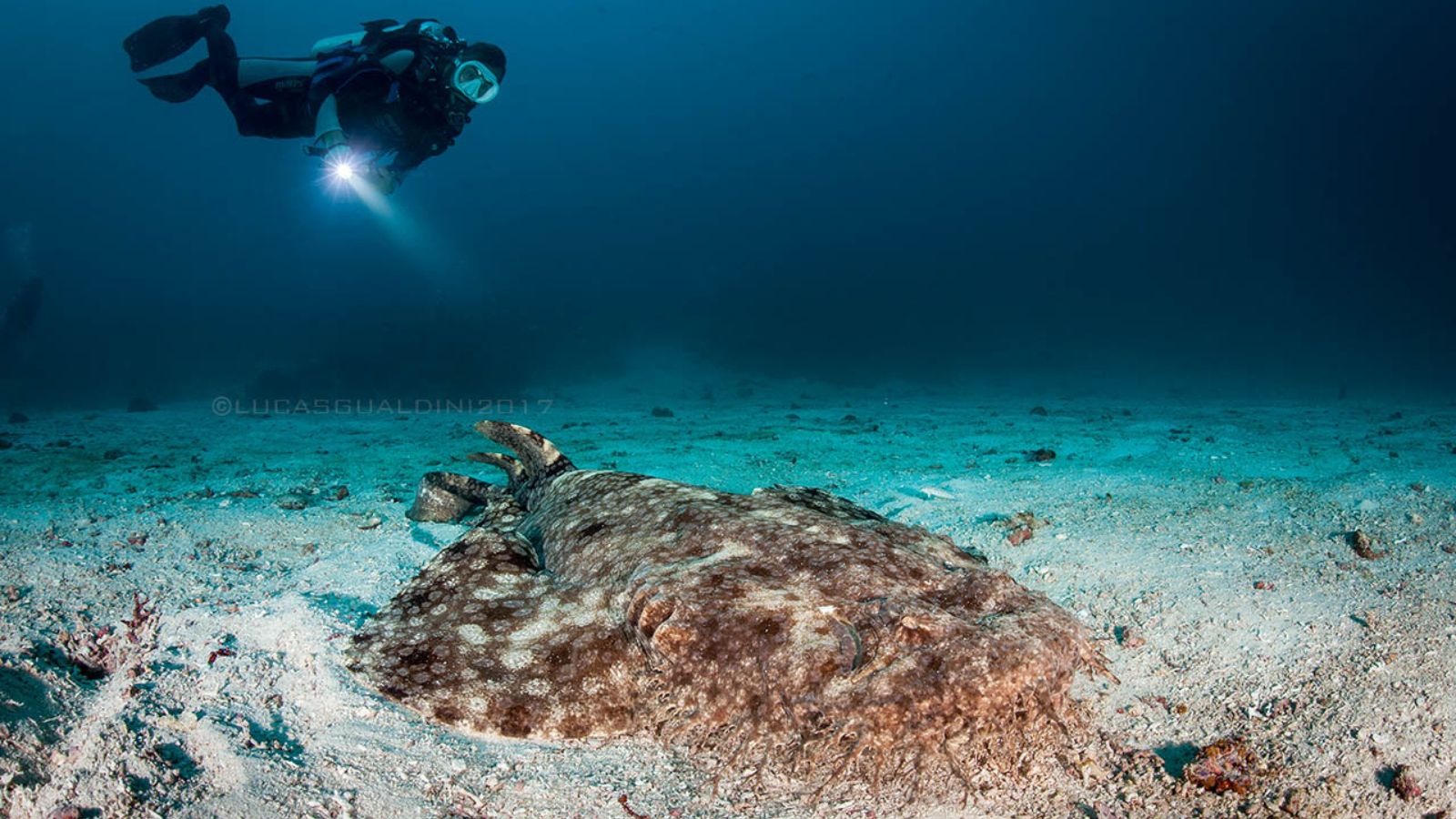 Epic Spots to Swim With Unique Marine Creatures (No Sharks or Dolphins)