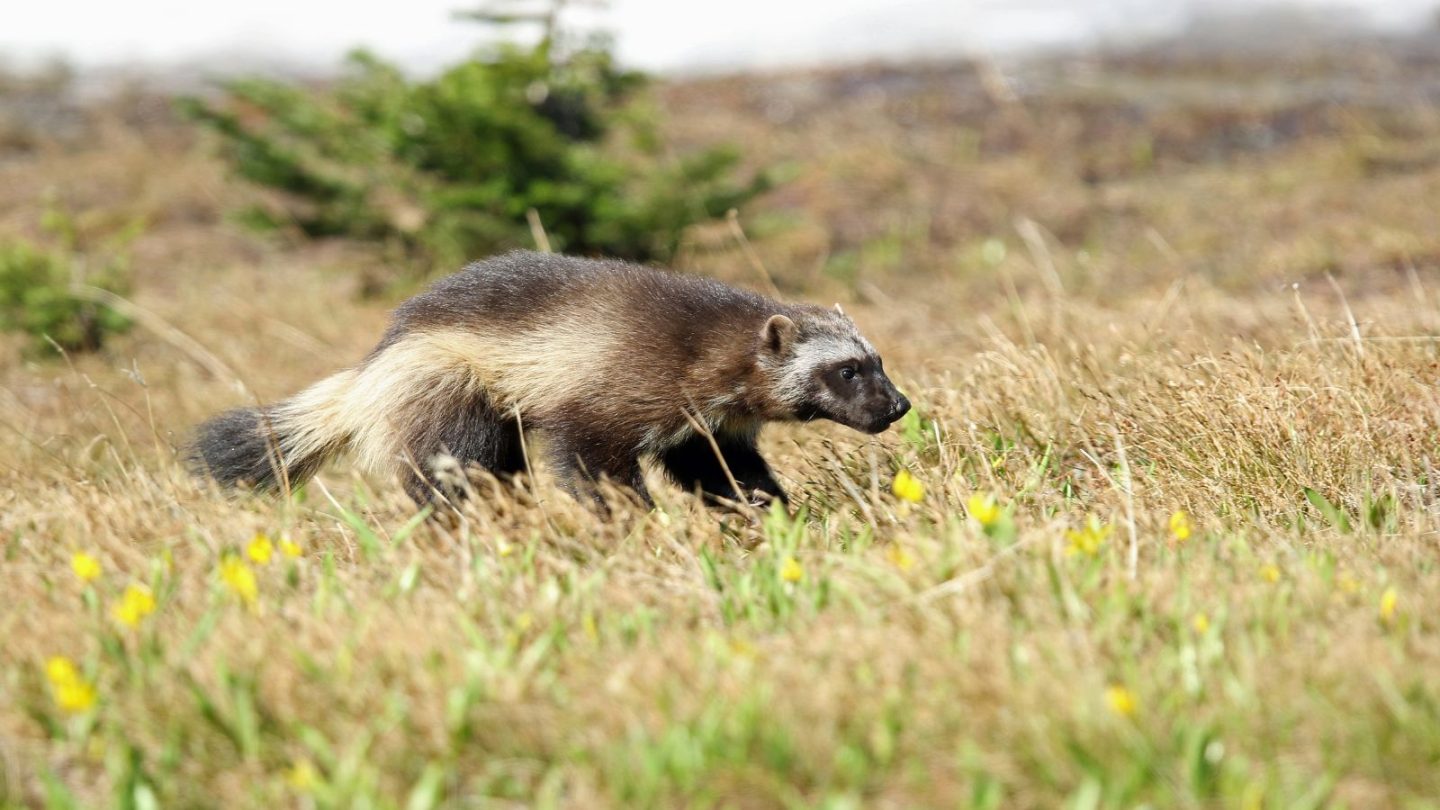 States That Wolverines Still Roam