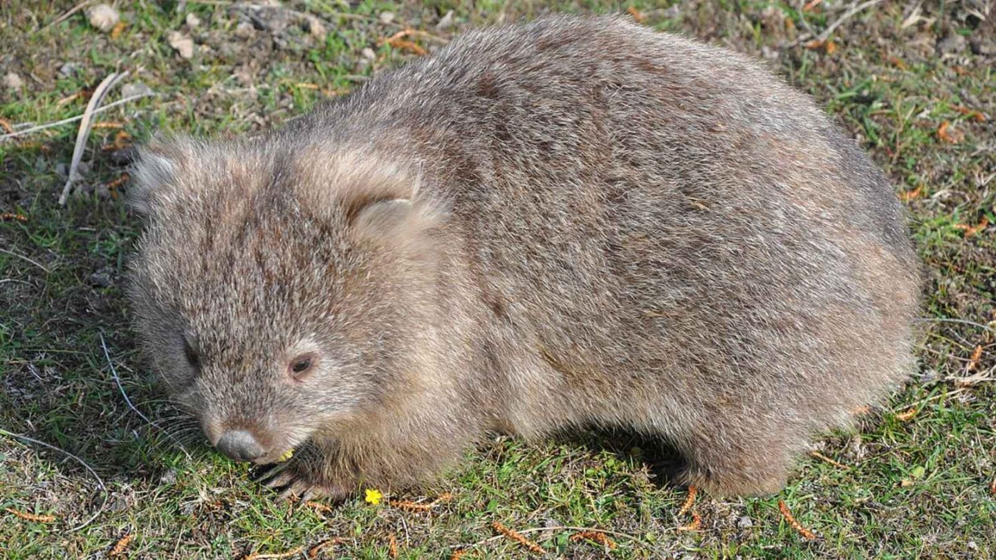 12 Fascinating Animals You’ll Only Find in Australia