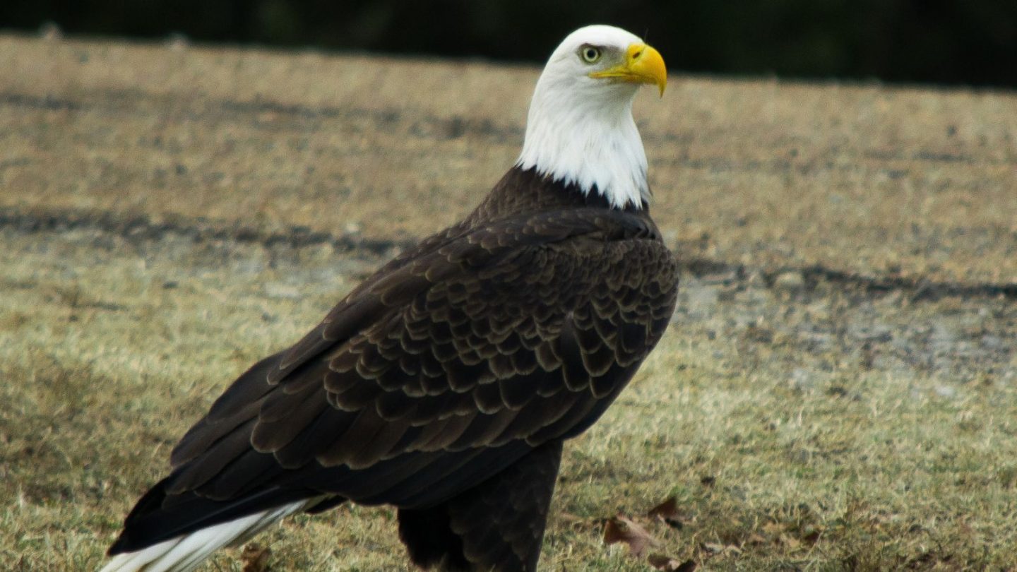 Best States to See Majestic Bald Eagles in the Wild  