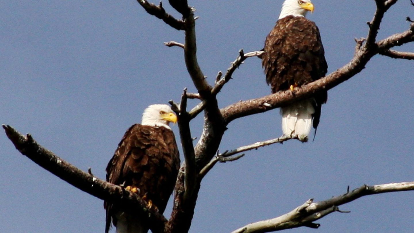 Best States to See Majestic Bald Eagles in the Wild  