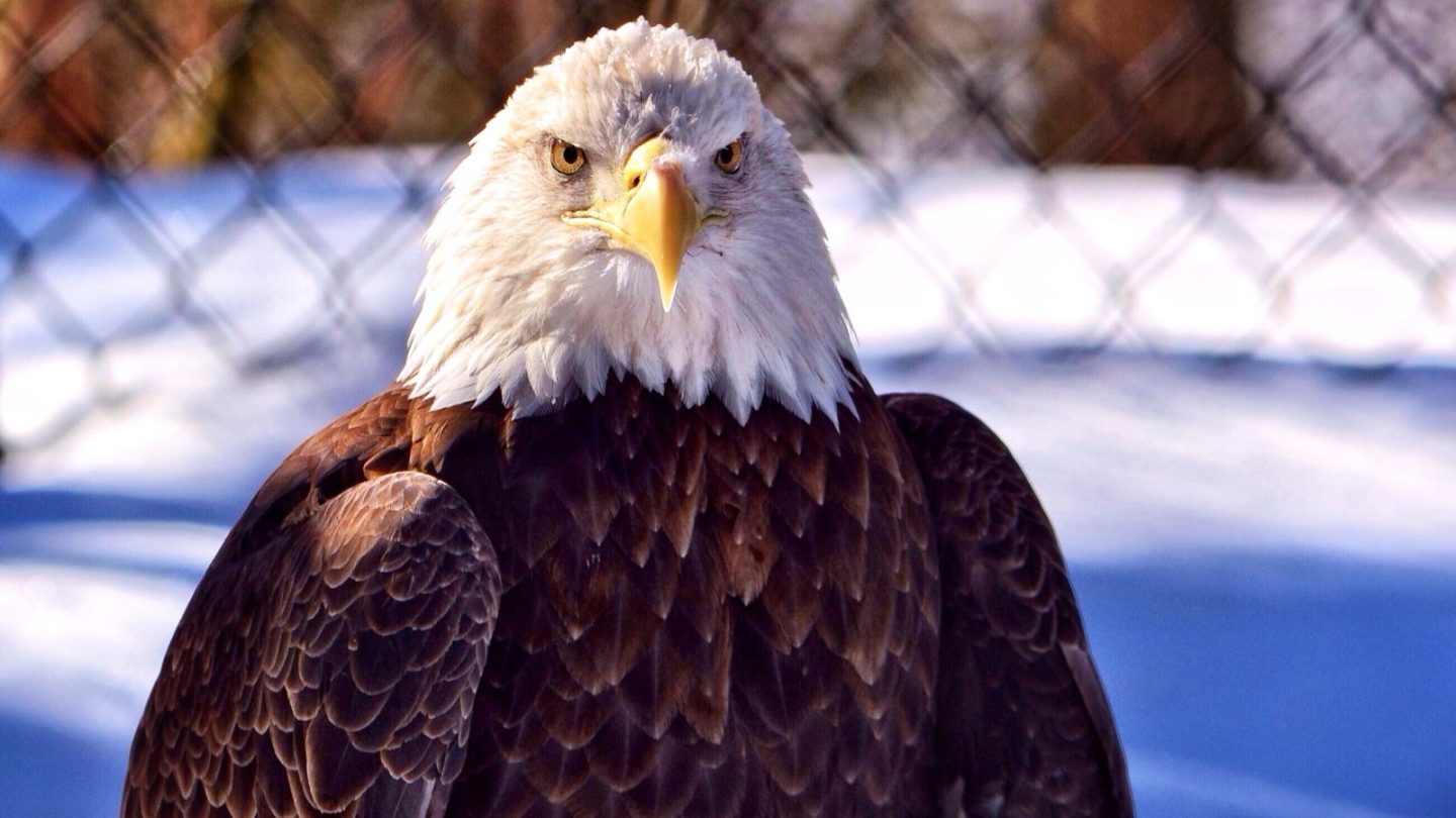 Best States to See Majestic Bald Eagles in the Wild  