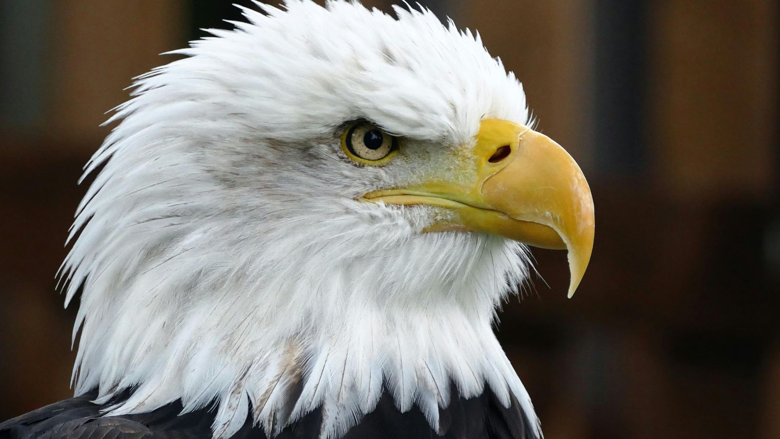 Nature’s Supermodels: The 10 Most Photogenic Wildlife Species in America