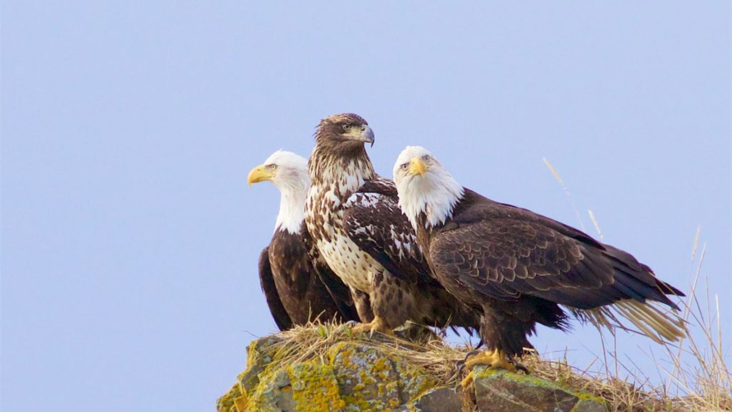 Best States to See Majestic Bald Eagles in the Wild  