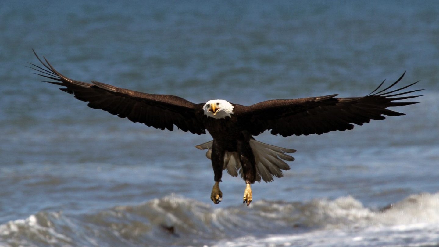 Best States to See Majestic Bald Eagles in the Wild  