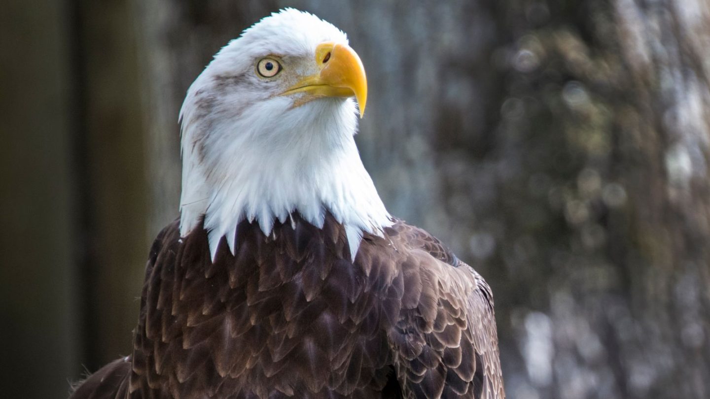 Best States to See Majestic Bald Eagles in the Wild  