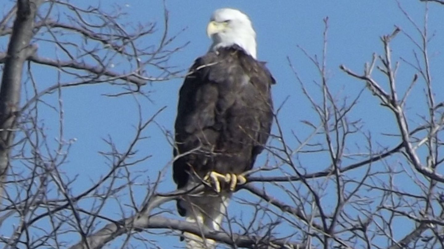 Best States to See Majestic Bald Eagles in the Wild  
