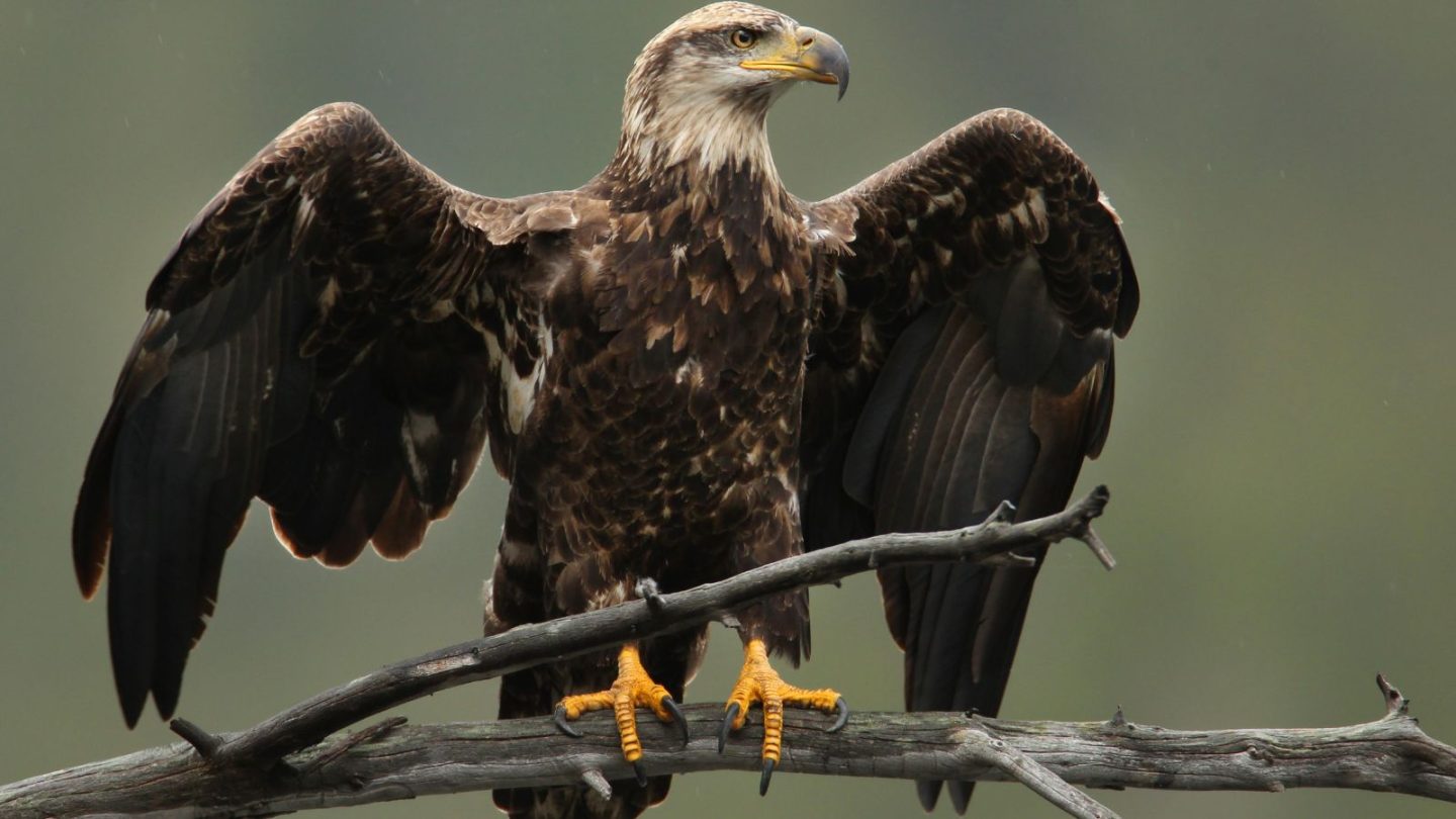 Best States to See Majestic Bald Eagles in the Wild  