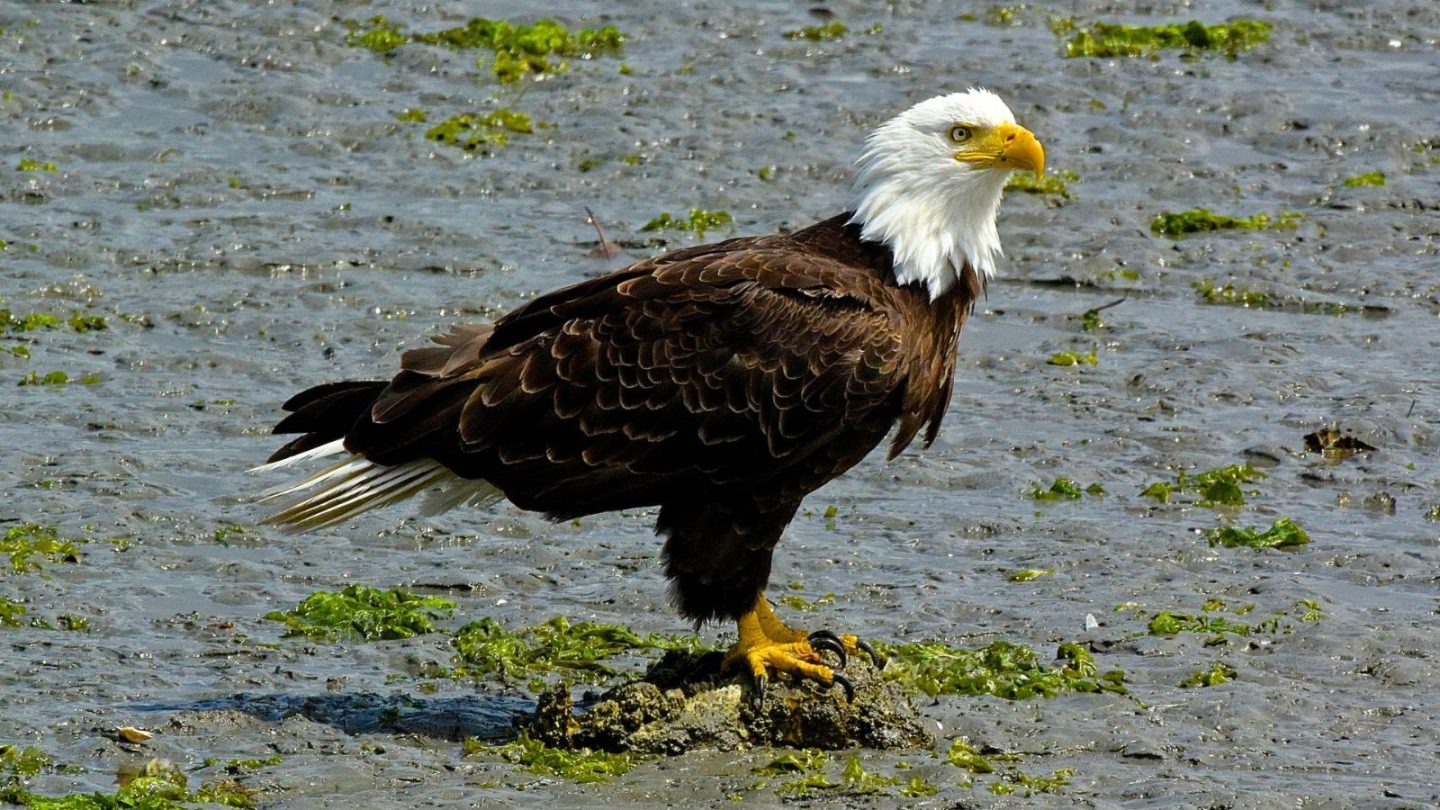 Best States to See Majestic Bald Eagles in the Wild  