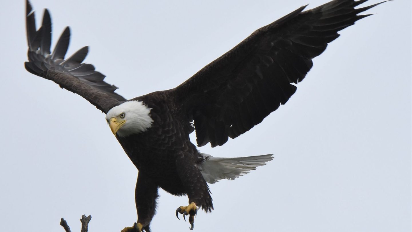 Best States to See Majestic Bald Eagles in the Wild  