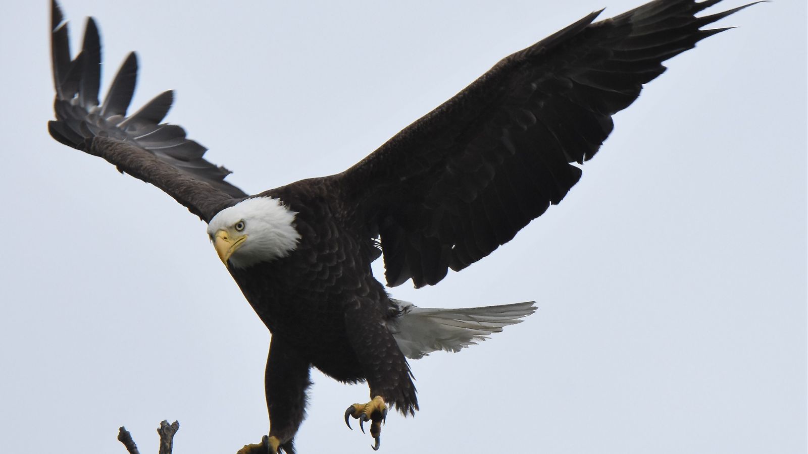 Nature’s Supermodels: The 10 Most Photogenic Wildlife Species in America