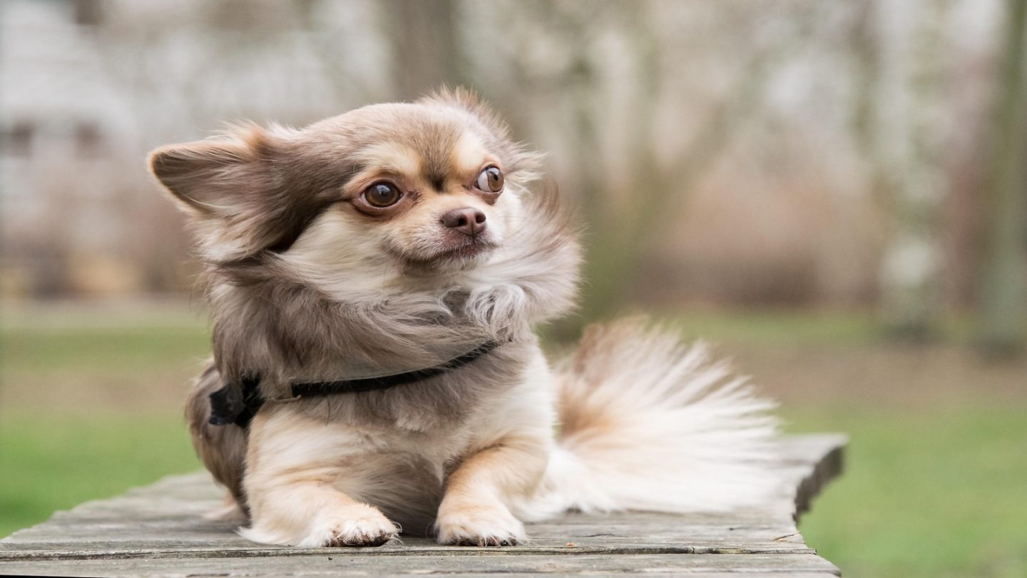 Dog Breeds Prone to Stress and Hate Being Left Alone When You Travel – Is Yours on the List