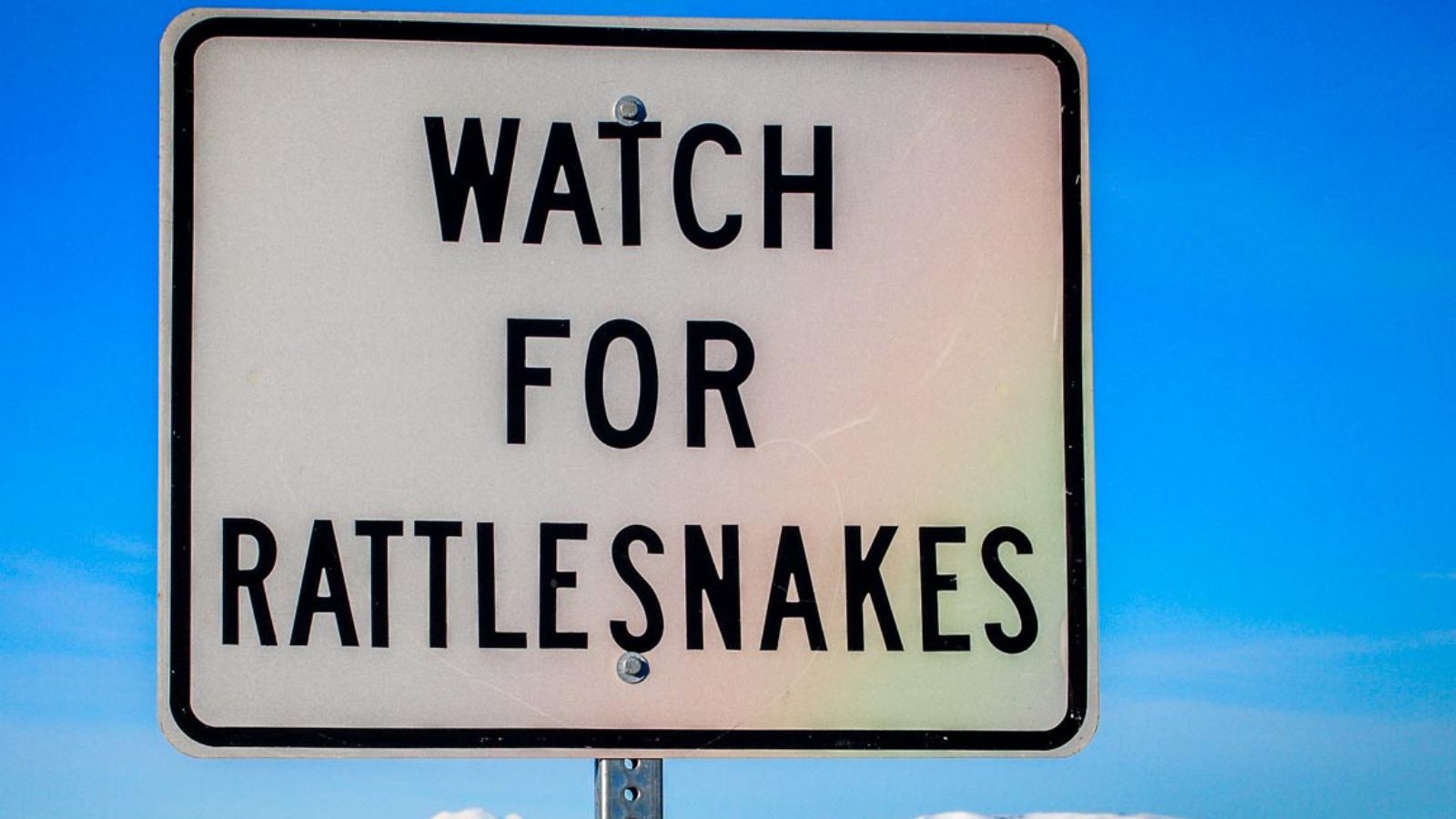 U.S. States Crawling With the Most Rattlesnakes – Are You Living in One?