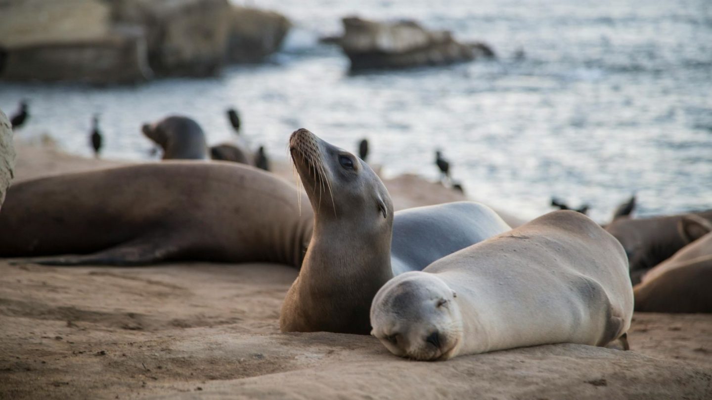 Friendliest Wild Animals You’d Love to Encounter