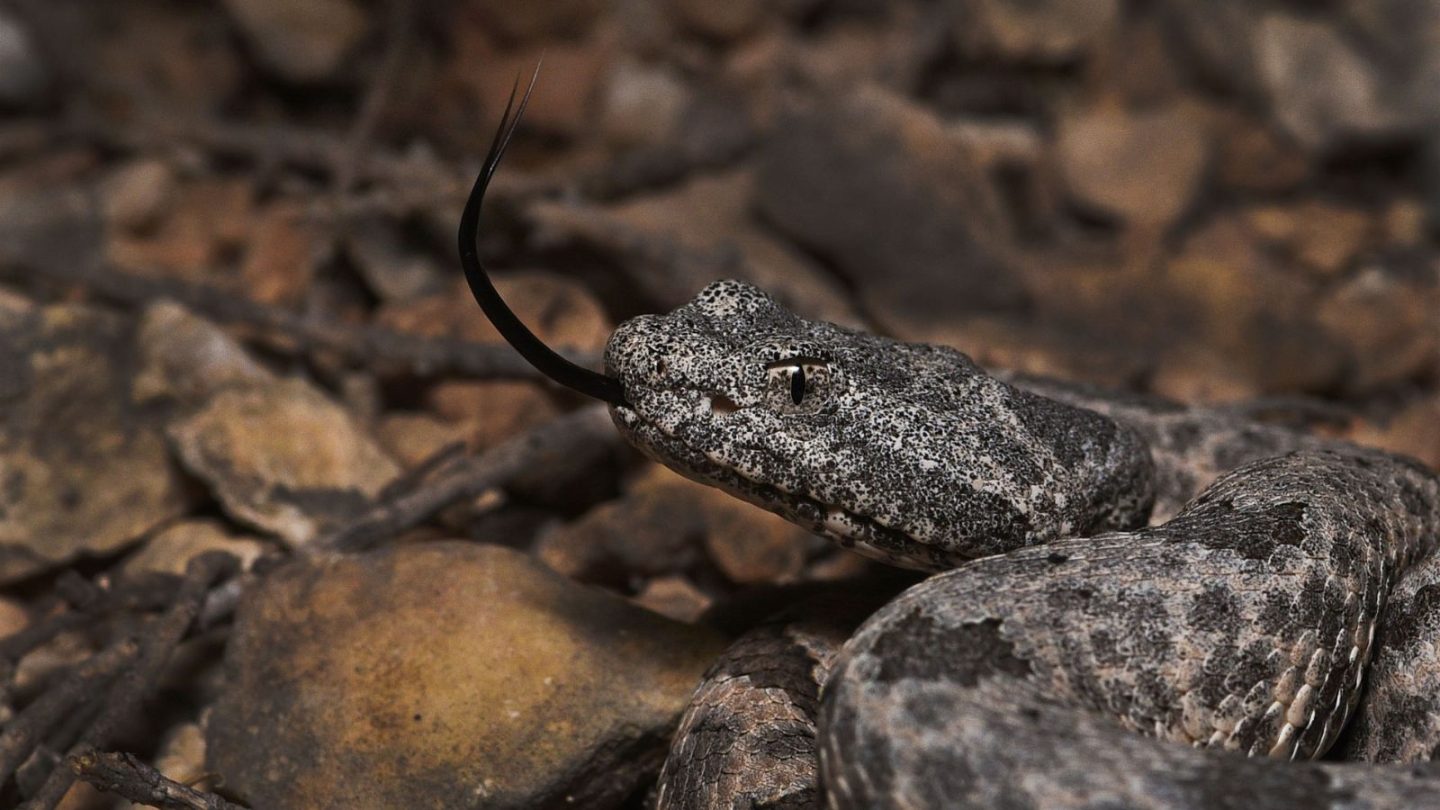 U.S. States Crawling With the Most Rattlesnakes – Are You Living in One?