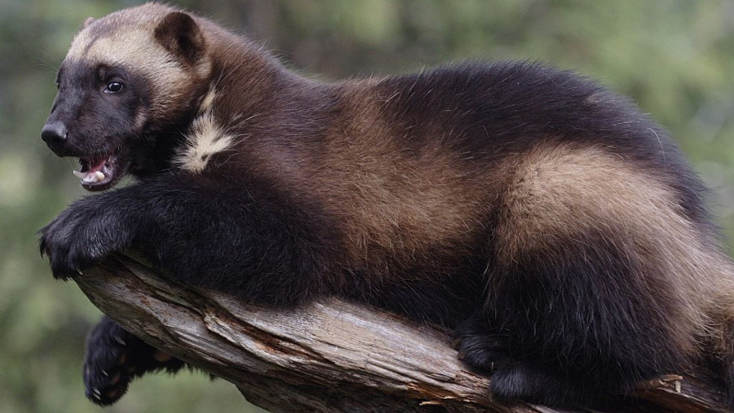 States That Wolverines Still Roam