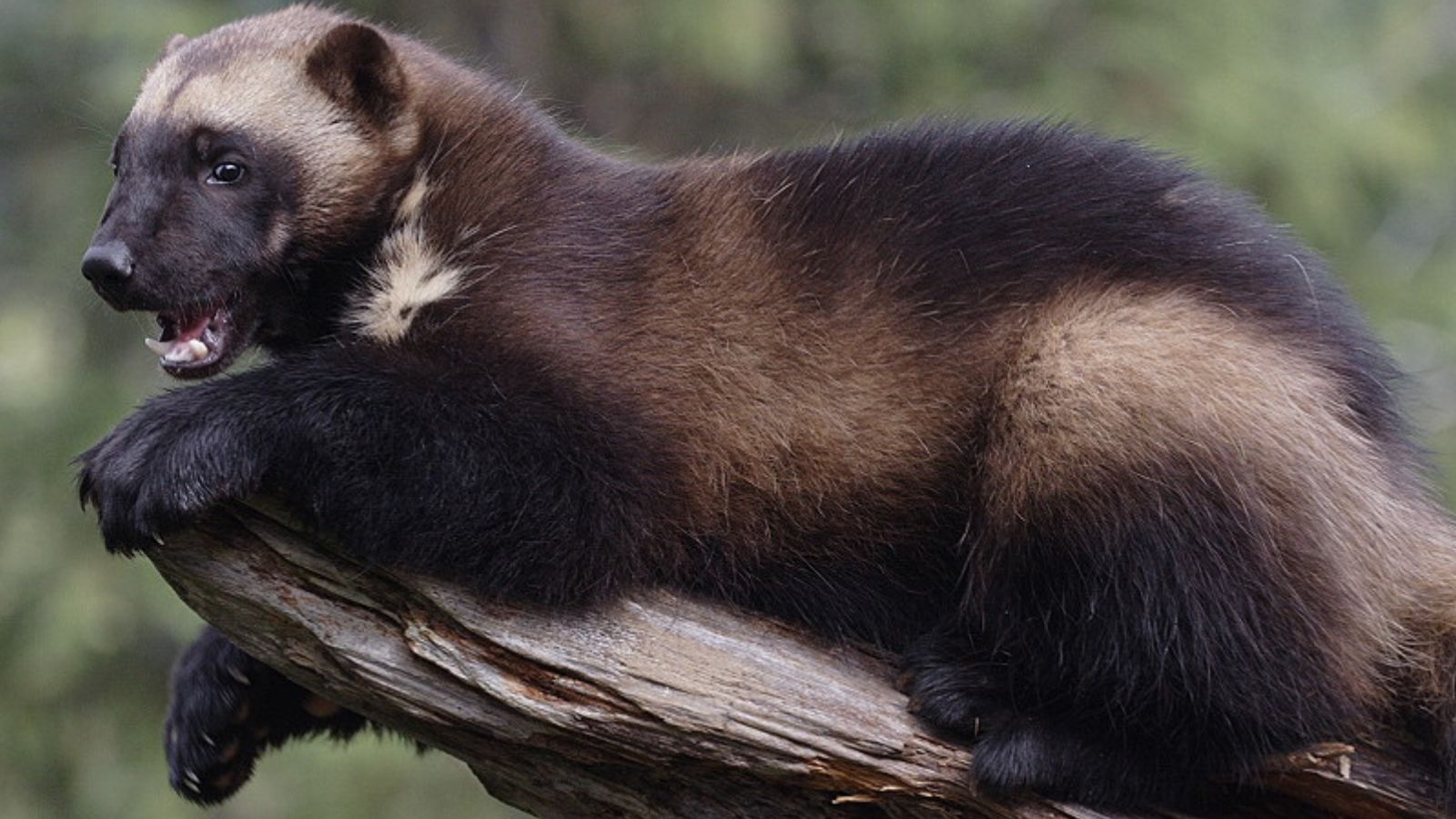 That's Wolverines 10 States That Wolverines Still Roam - Africa Wanderlust