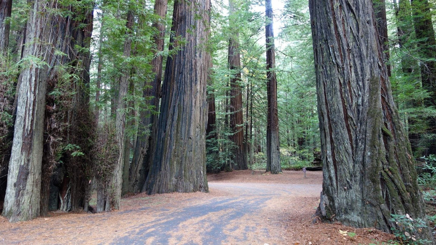 Humboldt_Redwoods_State_Park