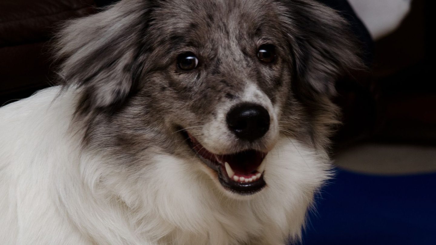 12 Dog Breeds Prone to Stress and Hate Being Left Alone When You Travel – Is Yours on the List?