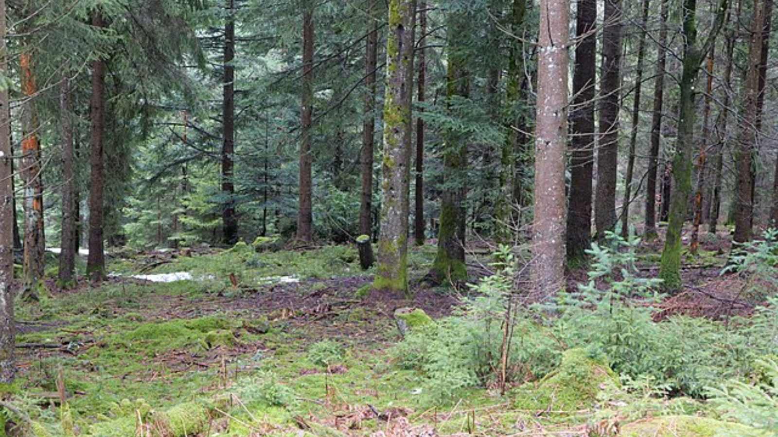 Breathtaking Forests Around the World