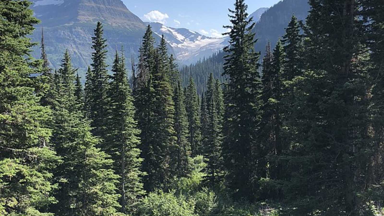 Breathtaking Forests Around the World