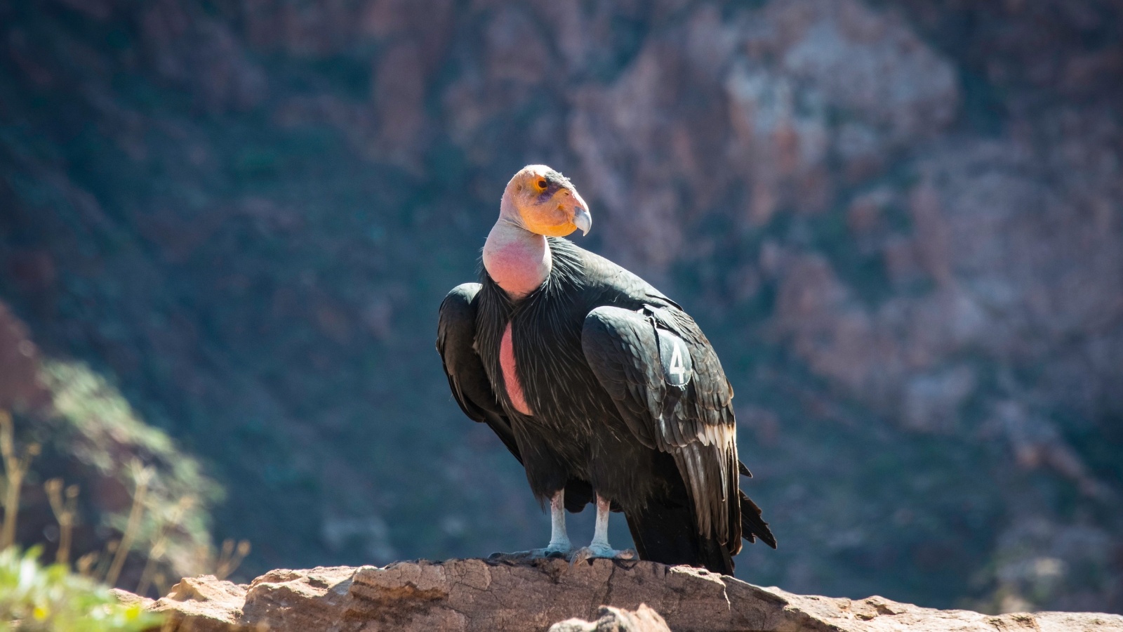 11 Incredible Rare Animals You Can Spot In U.S. National Parks
