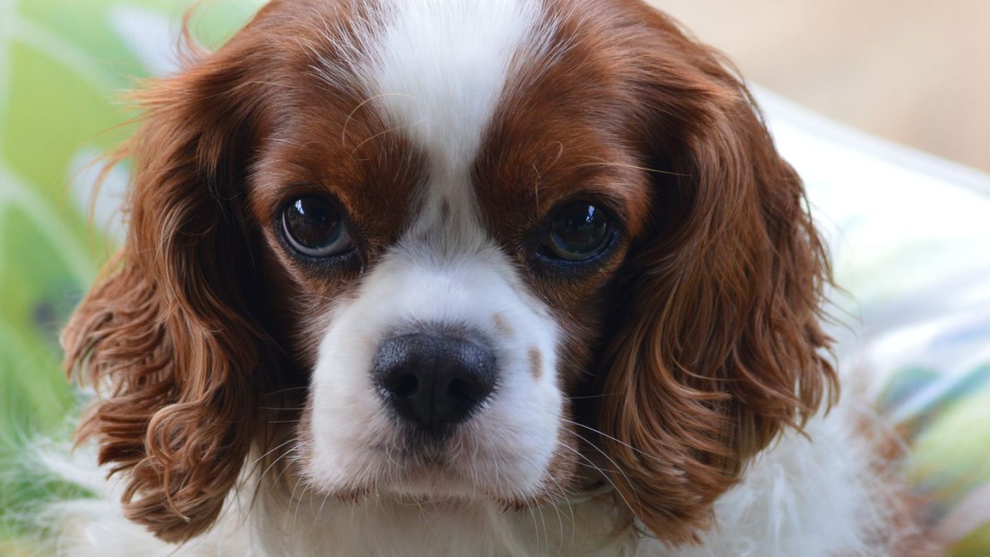 12 Dog Breeds Prone to Stress and Hate Being Left Alone When You Travel – Is Yours on the List?