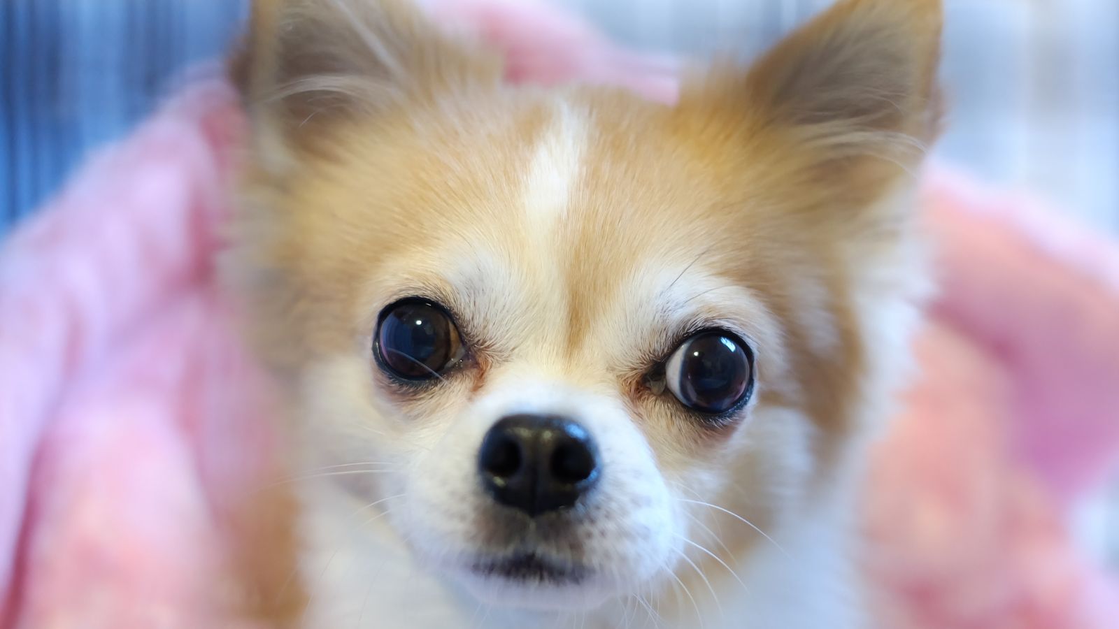 12 Dog Breeds Prone to Stress and Hate Being Left Alone When You Travel – Is Yours on the List?
