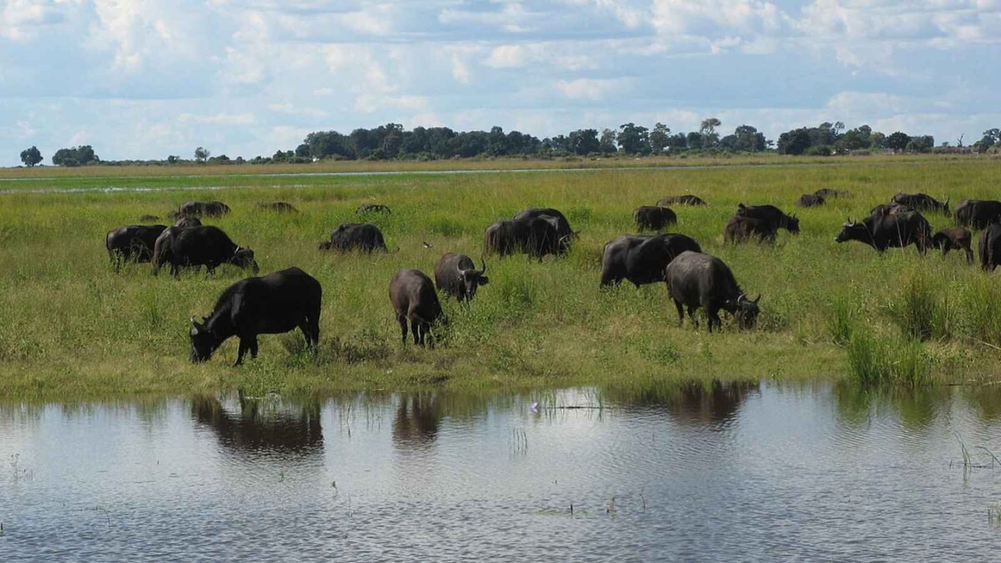 17 Ultimate Bucket-List Wildlife Destinations