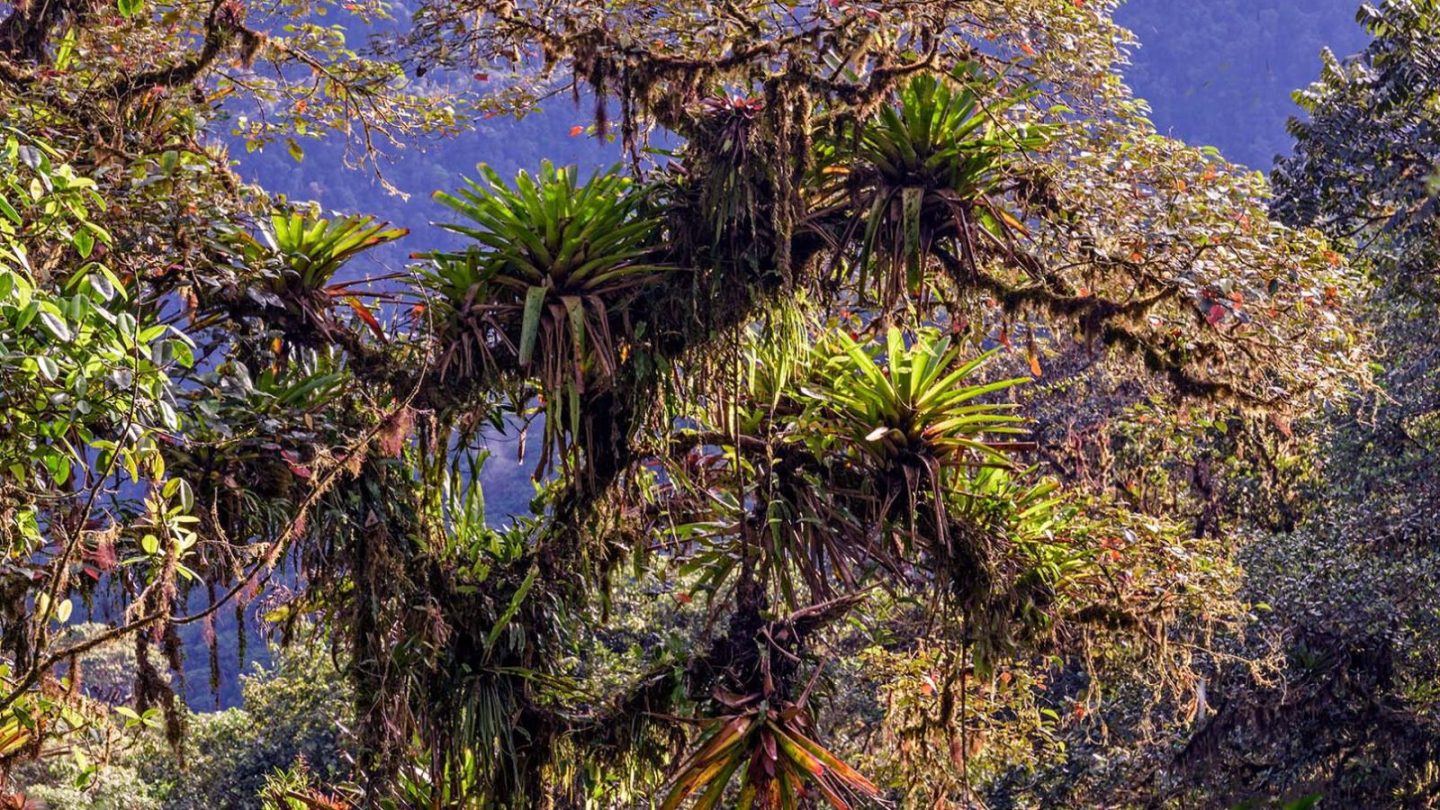 15 Breathtaking Rainforest Retreats for Nature Lovers Seeking the Ultimate Escape