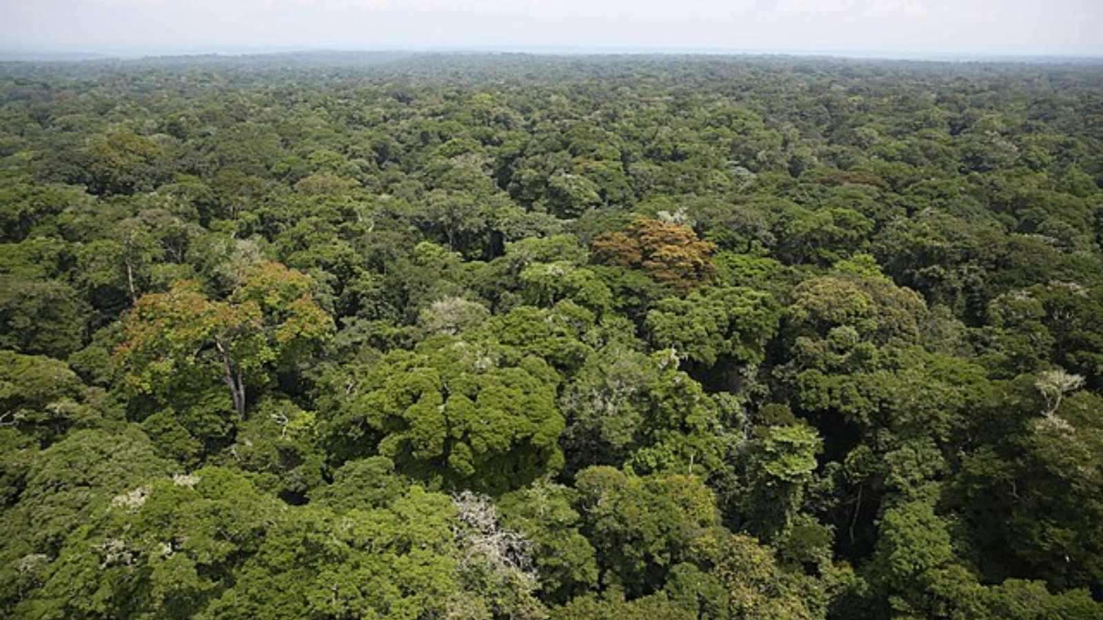 Breathtaking Forests Around the World