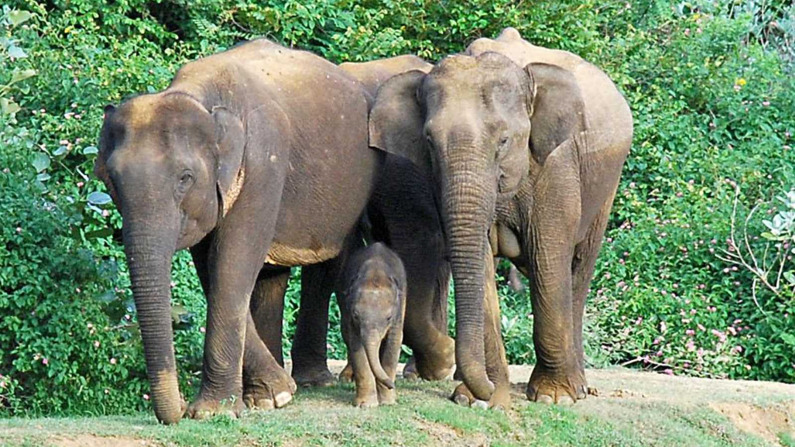 Animal Kingdom Facts You Didn’t Know