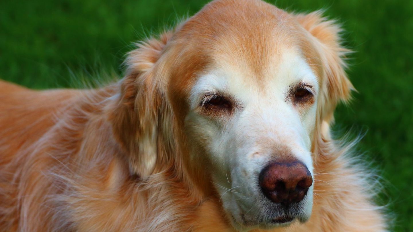 12 Dog Breeds Prone to Stress and Hate Being Left Alone When You Travel – Is Yours on the List?