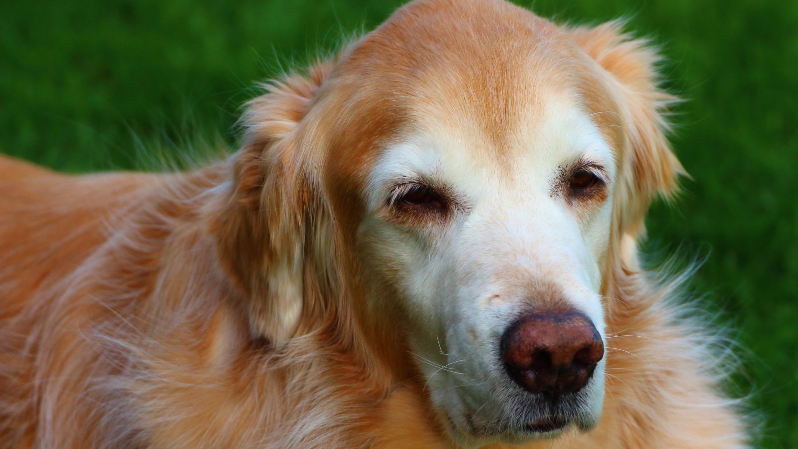 17 Incredibly Friendly Animals That Actually Enjoy Hanging Out With Humans