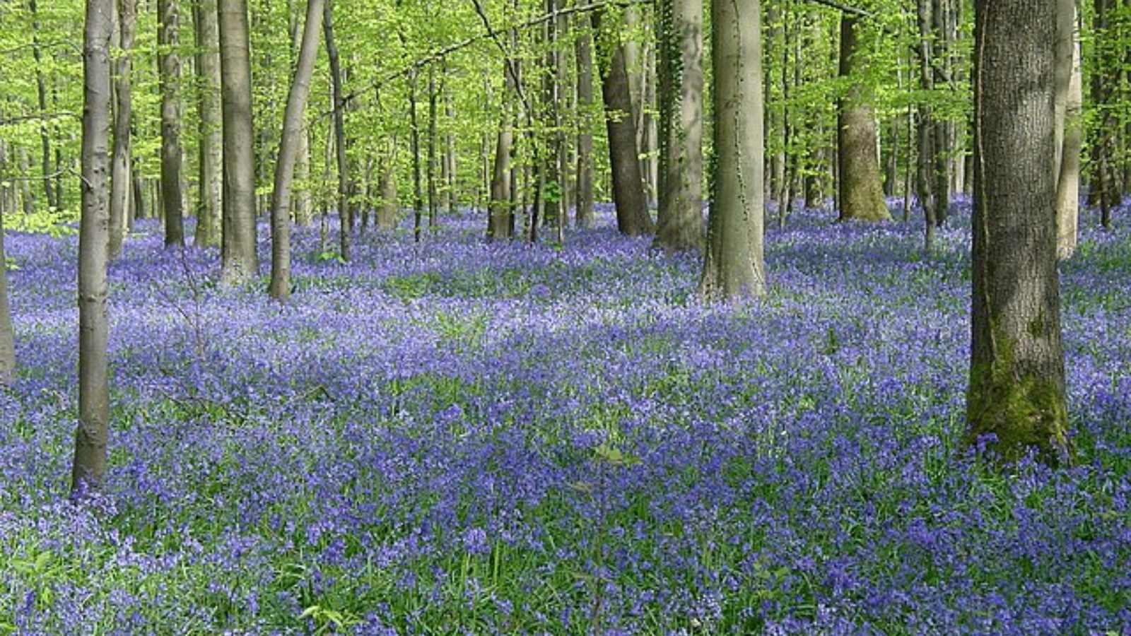 Breathtaking Forests Around the World