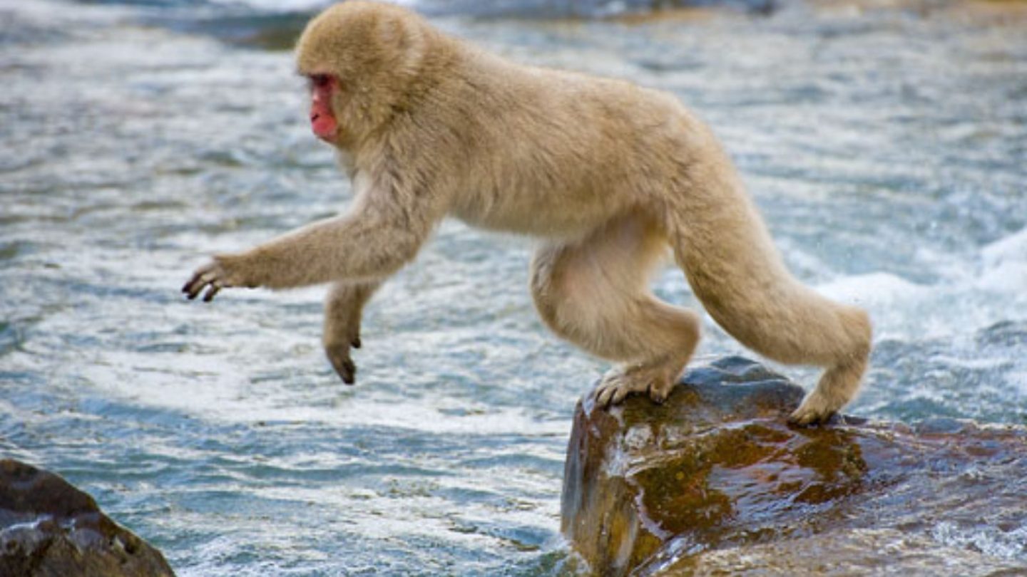 Unforgettable Animal Encounters You Need to Experience Around the World