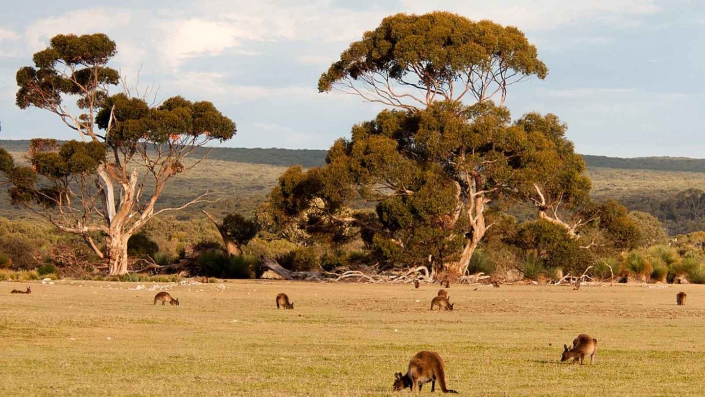 17 Ultimate Bucket-List Wildlife Destinations
