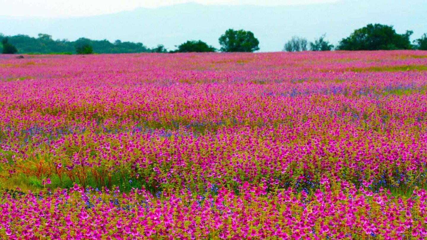 17 Breathtaking Natural Wonders You Must See in India