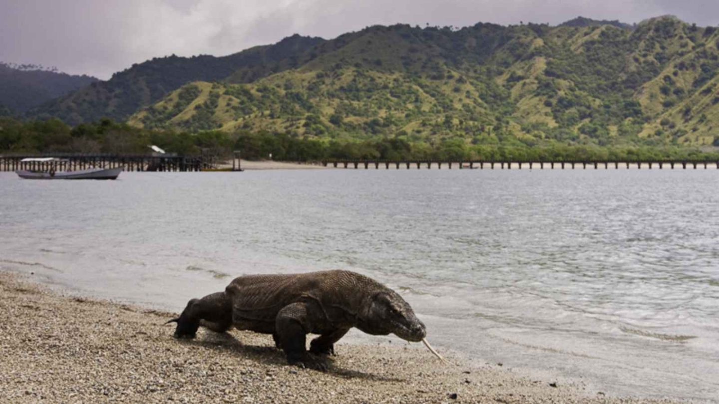 17 Ultimate Bucket-List Wildlife Destinations